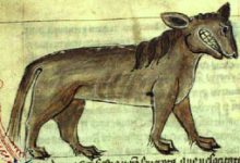 leucrocota